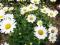 Jastrun , złocień właściwy Leucanthemum sadzonki