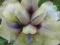 Irys pumila MRS NATA RUDOLF - doniczka.