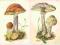 pocztówki GRZYBY KOŹLARZ + CZUBAJKA Balcerzak RUCH