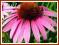 Jeżówka 'Prairie Splendor' (Echinacea) p9