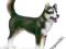 SCHLEICH 16371 HUSKY