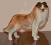 Owczarek Collie-Porcelana/Figurki/Bcm