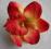 Orchidea storczyk czerwień z żółtym