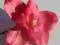 Orchidea storczyk pudrowy róż