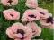 Mak wschodni- Papaver 'Princ. Vict.Luise'-ROŚLINY