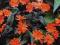 Firletka 'Orange Zwerg' - Lychnis-Bylina SADZONKI