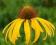 Jeżówka - Echinacea paradoxa - BYLINY - ROŚLINY