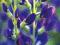 Baptisia australis - BYLINY - ROŚLINY ukorzenione