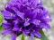 Dzwonek skupiony - Campanula glom.- SADZONKI - NEW