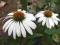 Jeżówka - Echinacea purp. 'Alba'  BYLINY - ROŚLINY