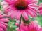 Jeżówka - Echinacea purpurea - BYLINY - ROŚLINY