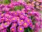 Aster alpejski 'Pinkie'- bylina-SADZONKI-NEW