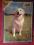 Puzzle 500el. Golden Retriever dobra jakość !