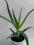 ALOES