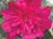 Alcea rosea 'Celebrities Carmine Rose' - Malwa HiT