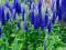 Veronica 'Ulster Dwarf Blue' - Przetacznik KARŁOWY