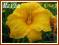 Liliowiec 'Eenie Allegro' (Hemerocallis) C2