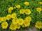 DELOSPERMA o żółtych kwiatach na suche stanowiska