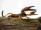 Skorpion Pandinus cavimanus- idealny na początek
