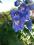 DELPHINIUM Ostróżka ogrodowa Blue Bird ROŚLINY