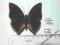 Charaxes bipunctatus-R.C.A. A1/A1-