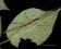 Sipyloidea meneptolemus-skrzydlaty patyczak,30 jaj