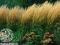 Efektowna trawa TRZCINNIK KARL FORESTER - 180cm