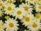 ARGYRANTHEMUM CITRONELLE ZŁOCIEŃ STALE KWITNĄCY