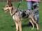 TRIXIE SZELKI DLA PSA EASY WALK S (TX-1301) W-wa
