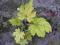 żurawka Heuchera  zielono-żólta  sadzonki