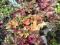 żurawka Heuchera marmalada  sadzonki