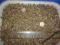 Bursztyn 1000 gram żużel (2591)