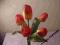 Bukiet kwiatów Tulipan Orange 35 cm. Wiosna
