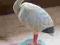 BOCIAN RUSZAJĄCY  GŁOWĄ / figurka ,plastik.