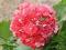 Pelargonia PINK RAMBLER - HIT 2014 !!!!