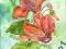 W  MOIM OGRÓDKU-CYKLAMENY -AKWARELA