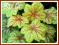 Żurawka 'Electric Lime' (Heuchera) p9