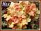 Żurawka 'Midas Touch' (Heuchera) p9
