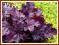 Żurawka 'Plum Royale' (Heuchera) p9