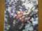 Pink Floyd -Obscured by clouds    EX+