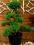 drzewko bonsai - ilex , prezent