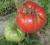 Pomidor MEXICO nasiona OKAZJA