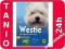 Westie. West highland white terrier. Poradnik