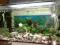 Sprzedam Akwarium