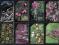 (57) Zestaw - Rośliny Chronione - x 15