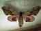 Motyl Smerinthus ocellata