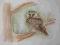 akwarelka WŁOCHATKA ptak  delikatna kolorystyka