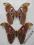 motyl Attacus atlas Male+Female A1-/A-