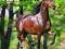 Kalendarz Horse Lovers 2014 konie araby SALE!