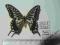 Papilio xutchusChiny A1/A1-